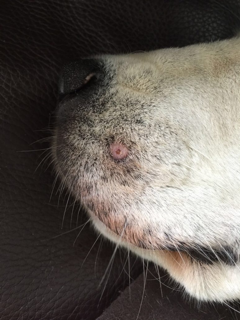 what do warts on dogs look like